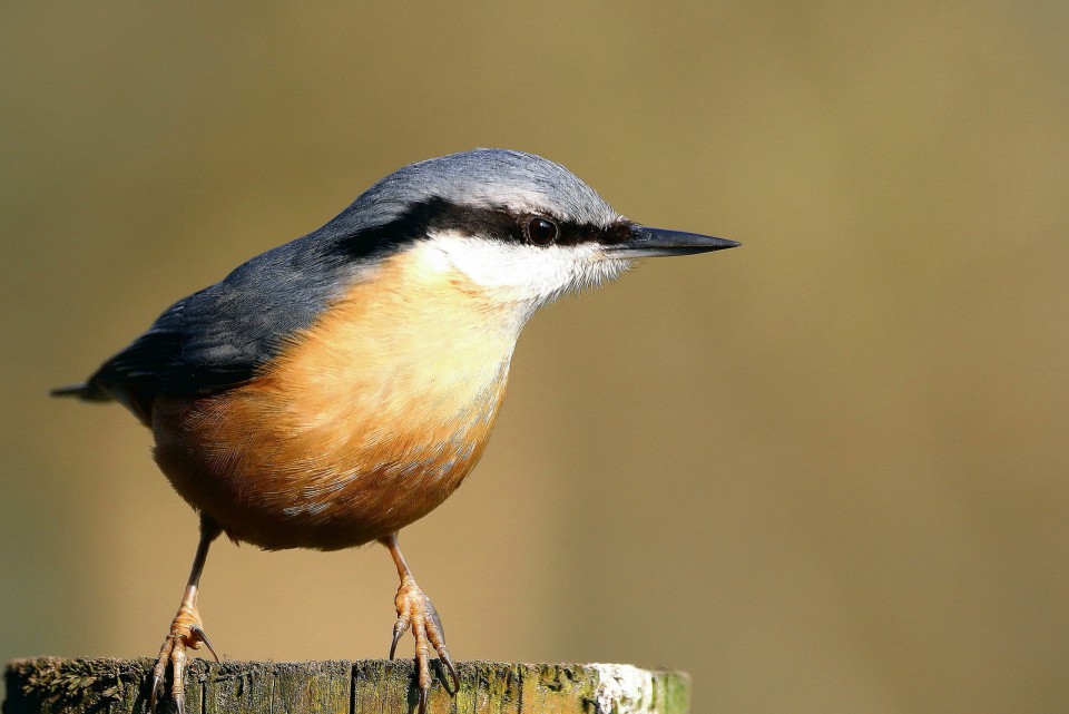 Поползень (Sitta europaea)