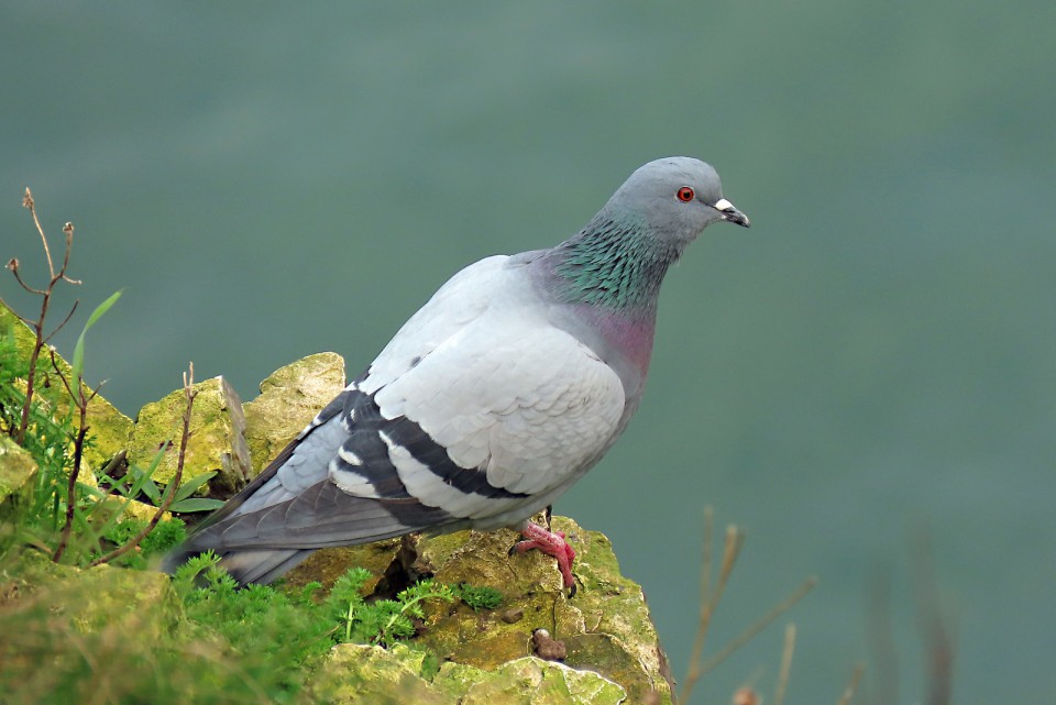 Сизый голубь — Columba livia