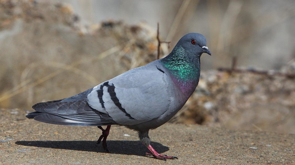 Скальный голубь — Columba rupestris