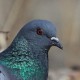 Скальный голубь — Columba rupestris