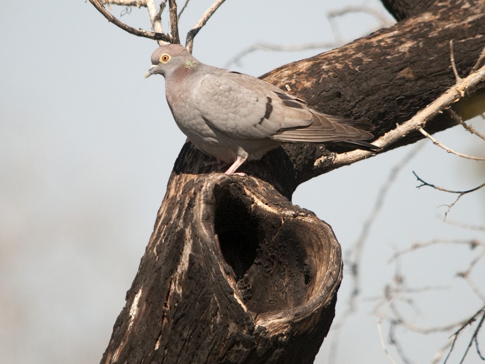 Бурый голубь — Columba eversmanni