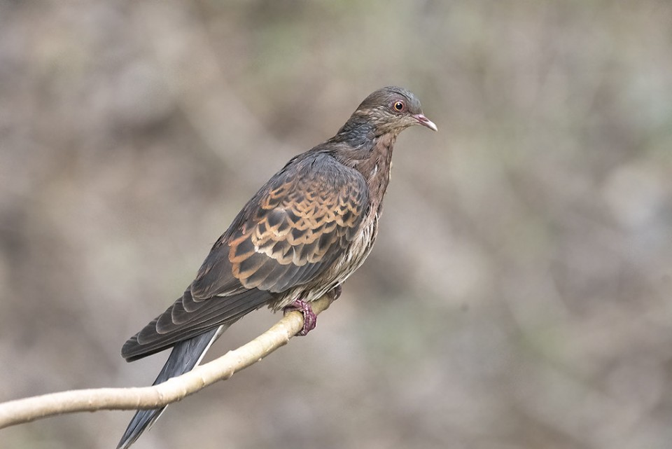 Большая горлица — Streptopelia orientalis