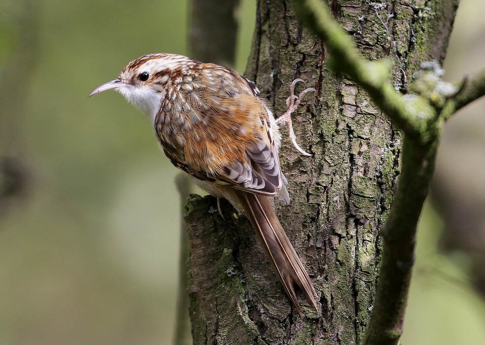 Пищуха (Certhia familiaris)