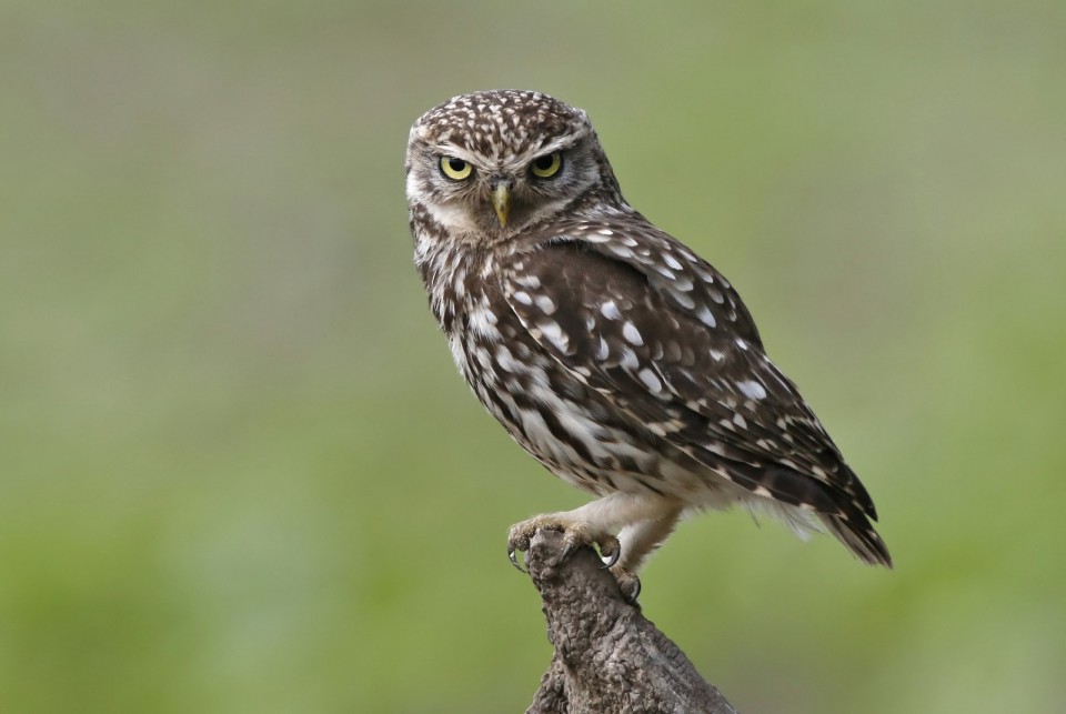 Домовый сыч — Athene noctua