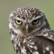 Домовый сыч — Athene noctua
