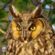Ушастая сова — Asio otus