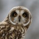 Болотная сова — Asio flammeus