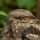 Козодой — Caprimulgus europaeus