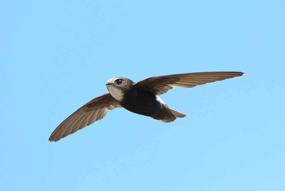 Малый стриж — Apus affinis