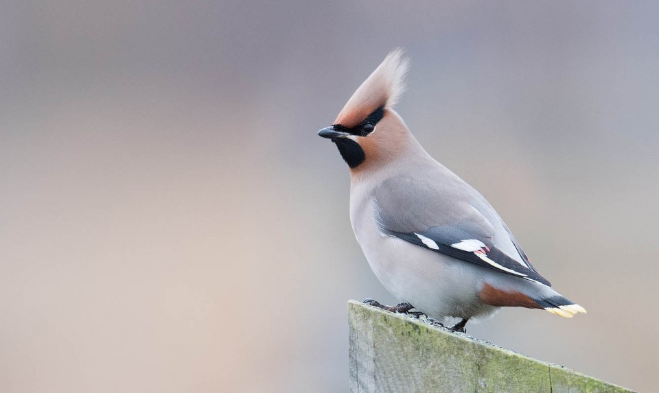 Свиристель (Bombycilla garrulus)