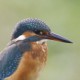 Зимородок — Alcedo atthis