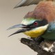 Золотистая щурка — Merops apiaster