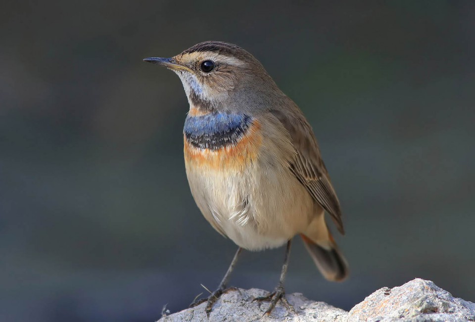 Соловей обыкновенный (Luscinia luscinia)