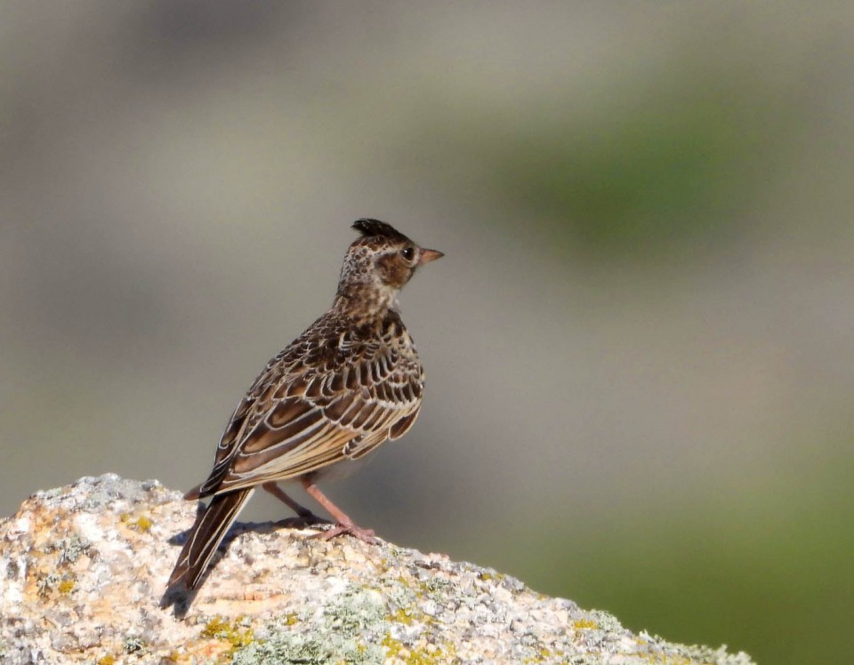 Степной жаворонок — Melanocorypha calandra