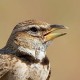 Двупятнистый жаворонок — Melanocorypha bimaculata