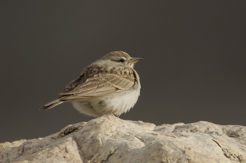 Тонкоклювый жаворонок — Calandrella acutirostris