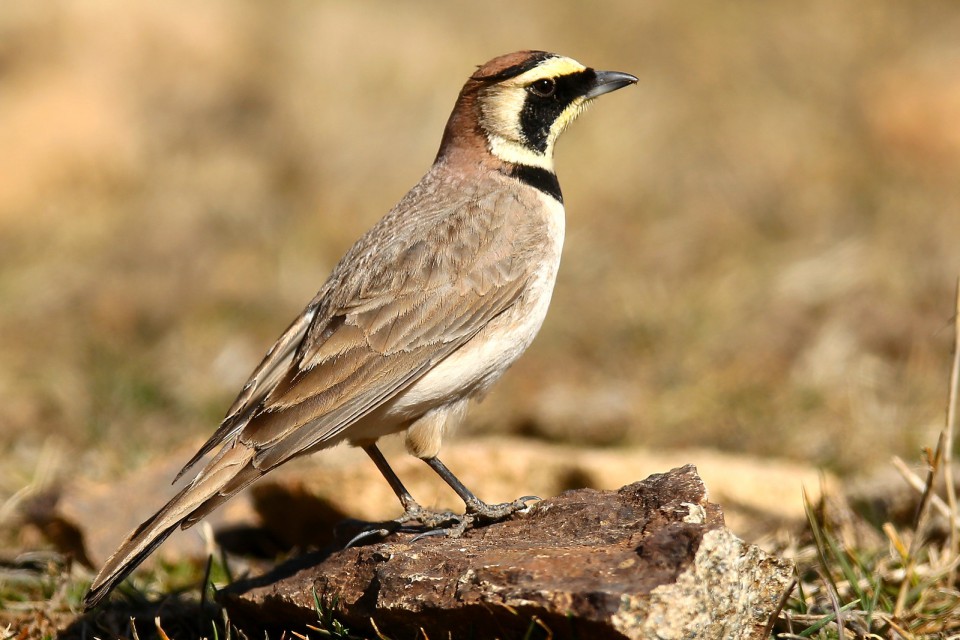 Рогатый жаворонок — Eremophila alpestris