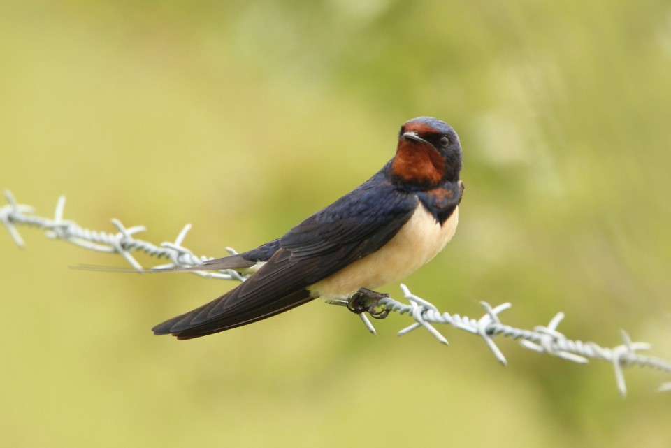 Деревенская ласточка — Hirundo rustica