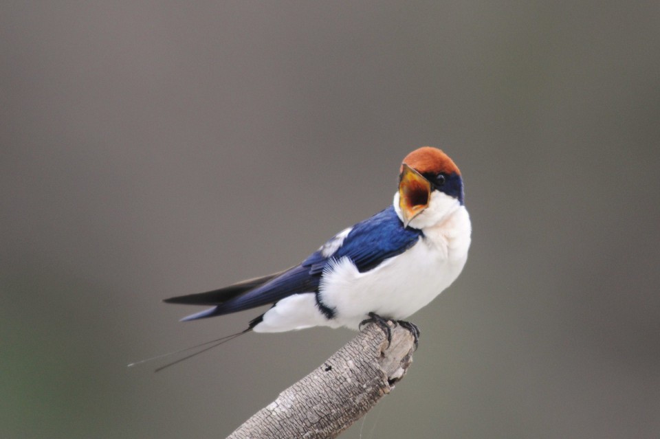 Нитехвостая ласточка — Hirundo smithii