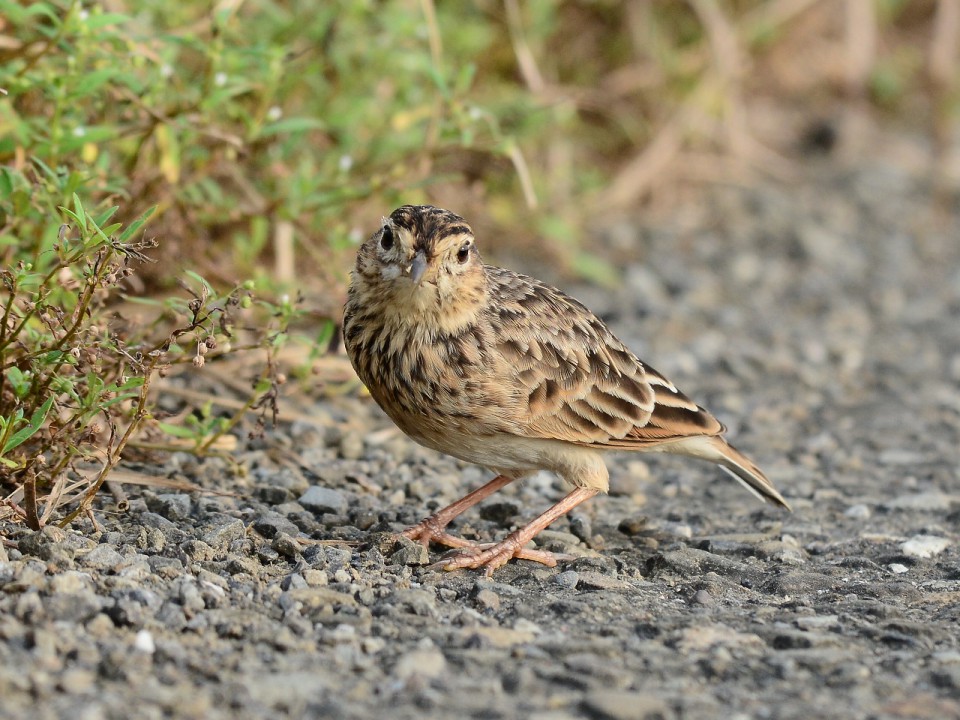 Степной конёк — Anthus richardi