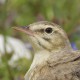 Полевой конёк — Anthus campestris