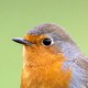 Зарянка (Erithacus rubecula)