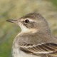 Берингийская жёлтая трясогузка — Motacilla tschutschensis