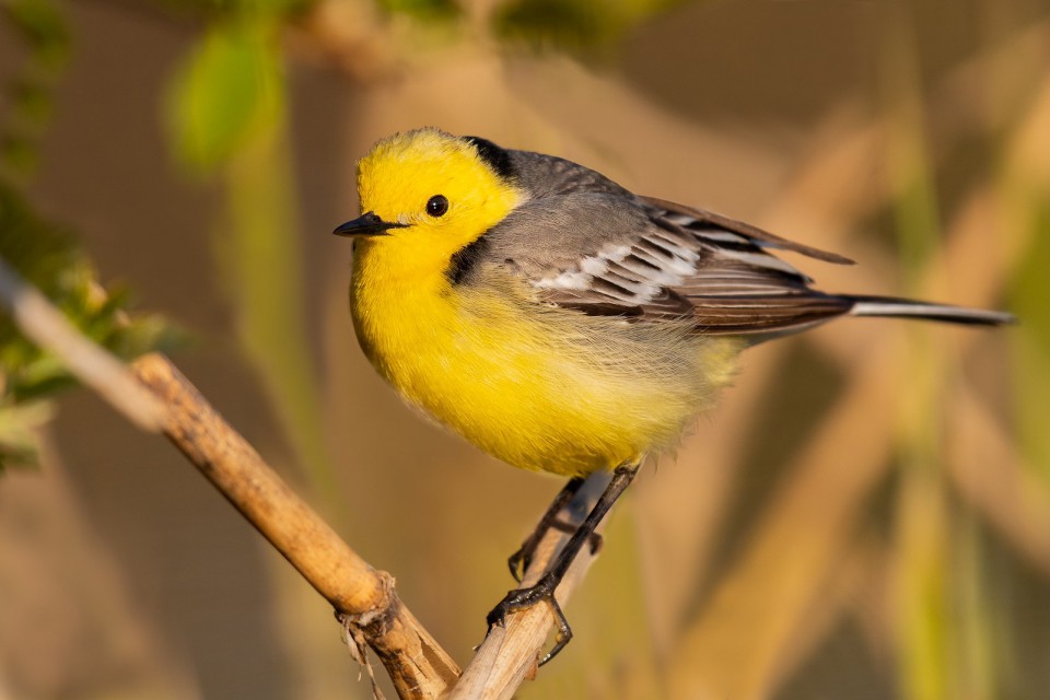 Желтоголовая трясогузка — Motacilla citreola
