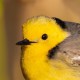 Желтоголовая трясогузка — Motacilla citreola