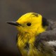 Черноспинная трясогузка — Motacilla (citreola) calcarata