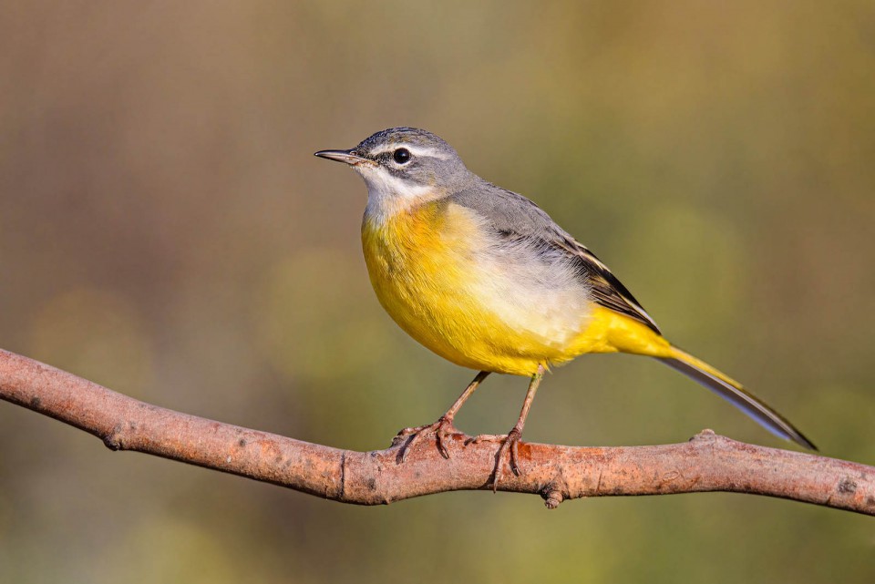 Горная трясогузка — Motacilla cinerea