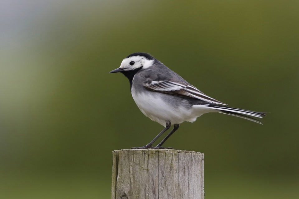 Белая трясогузка — Motacilla alba