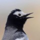 Маскированная трясогузка — Motacilla personata