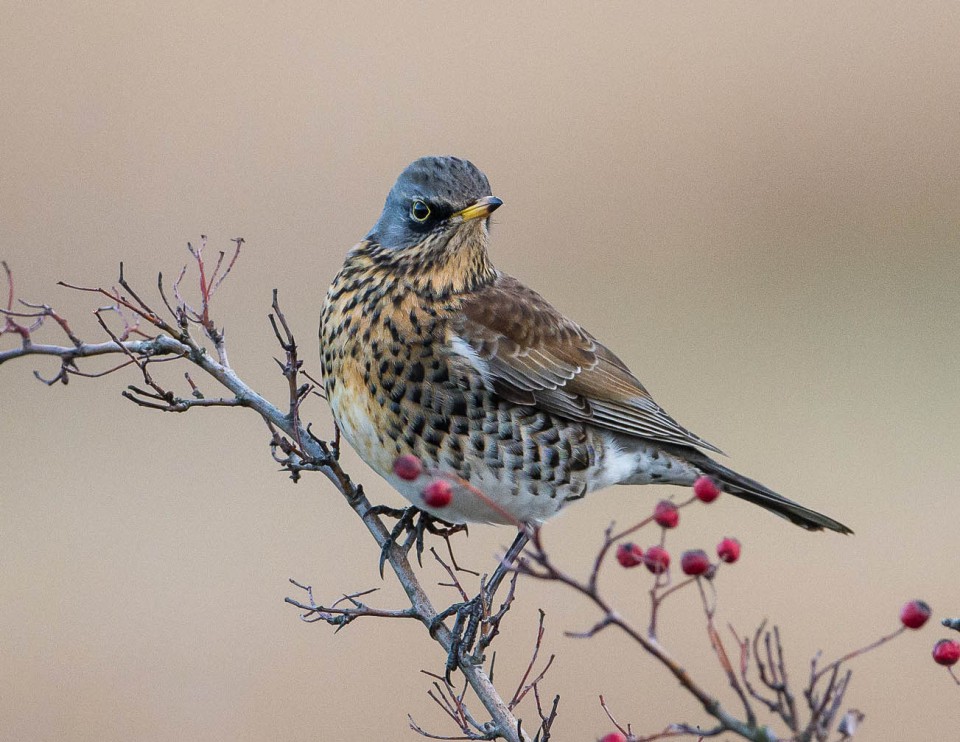 Рябинник (Turdus pilaris)