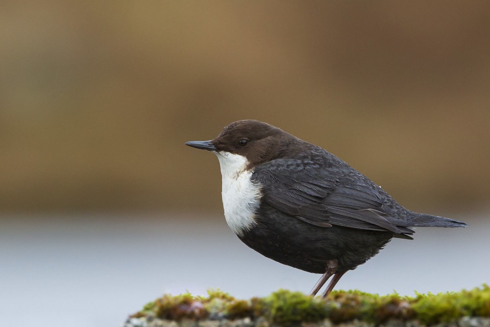 Оляпка — Cinclus cinclus