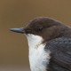 Оляпка — Cinclus cinclus