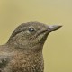 Бурая оляпка — Cinclus pallasii