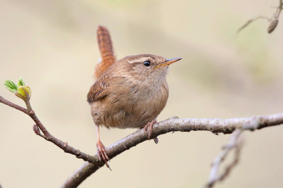 Крапивник — Troglodytes troglodytes