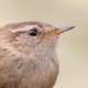 Крапивник — Troglodytes troglodytes