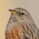 Альпийская завирушка — Prunella collaris