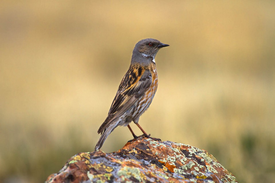 Гималайская завирушка — Prunella himalayana