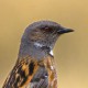 Гималайская завирушка — Prunella himalayana