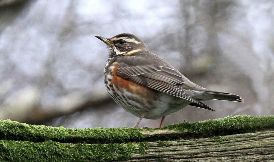 Белобровик (Turdus iliacus)