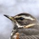 Белобровик (Turdus iliacus)