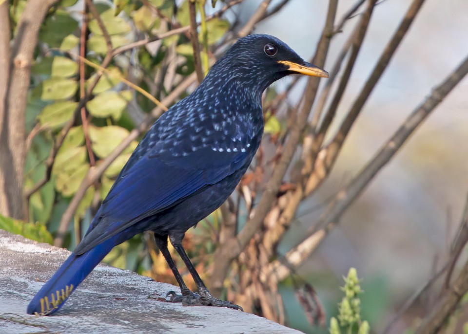 Синяя птица — Myophonus caeruleus