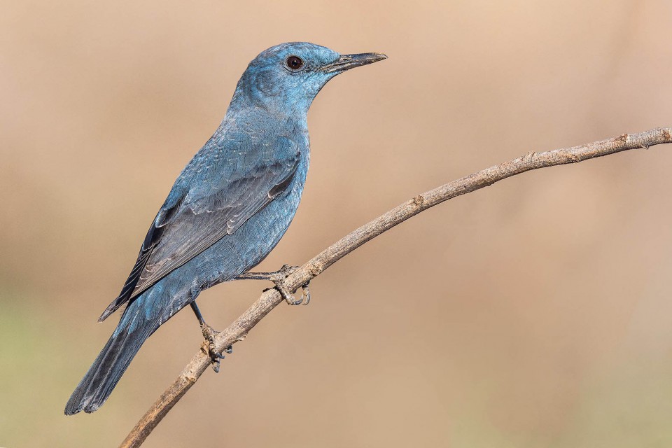 Синий каменный дрозд — Monticola solitarius