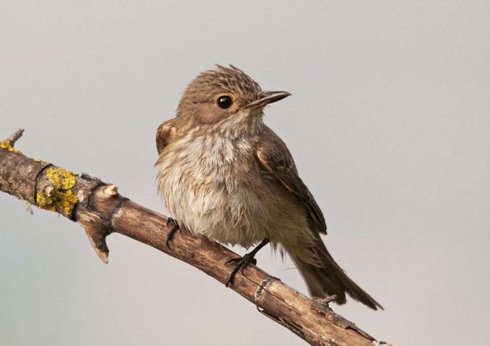 Серая мухоловка (Muscicapa striata)