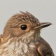 Серая мухоловка (Muscicapa striata)