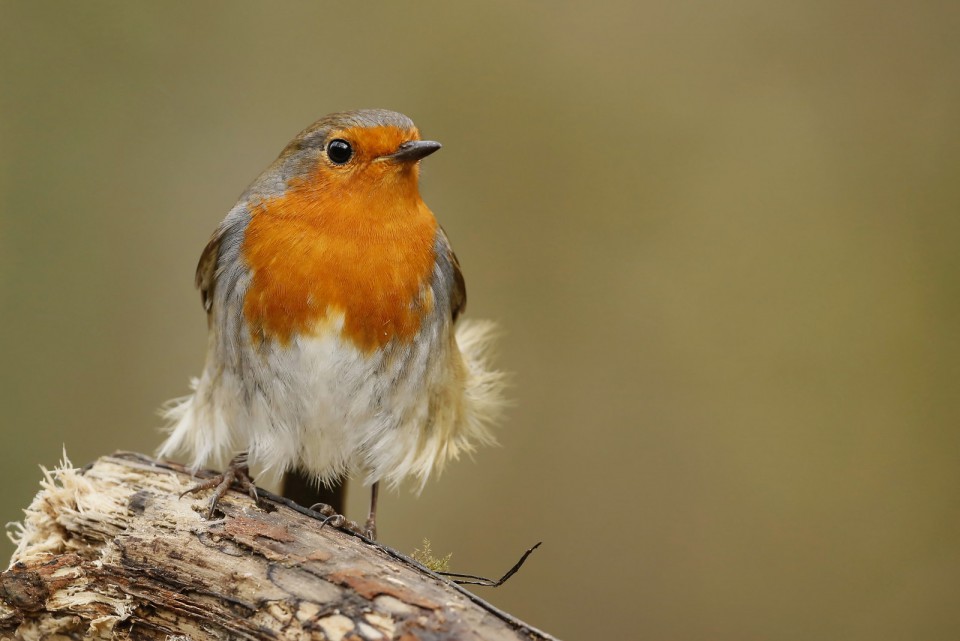 Зарянка — Erithacus rubecula