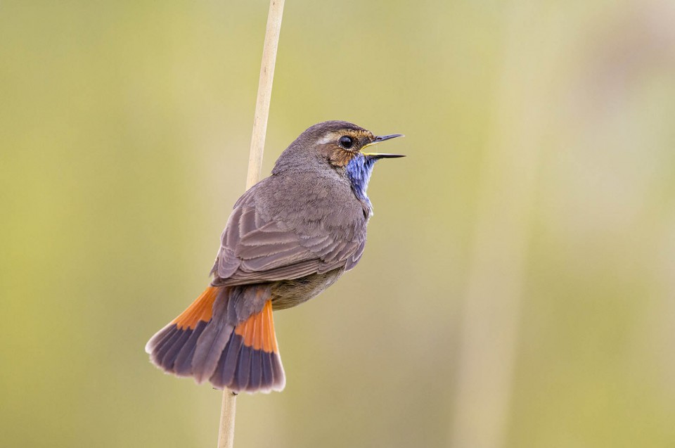 Варакушка — Luscinia svecica